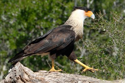 Close-up of bird perching on branch