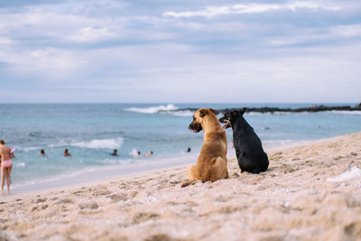 Dog sitting on beach against sky