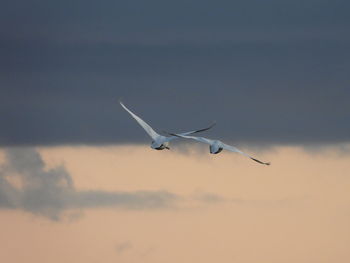 Low angle view of seagull flying in sky
