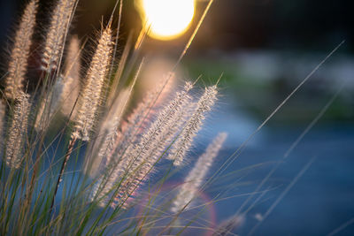 Close-up of stalks of fountain grass in field against sky