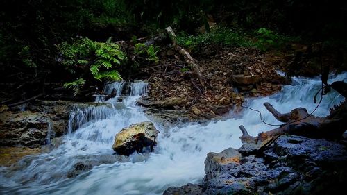 Scenic view of waterfall in forest