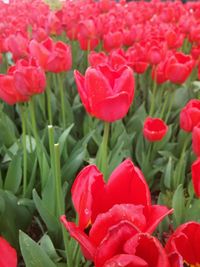 Close-up of red tulip flowers on field