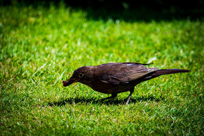 View of bird on grass