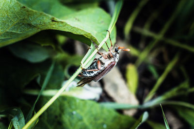 Close-up of insect on plant, close-up of a chafer on a blade of grass 