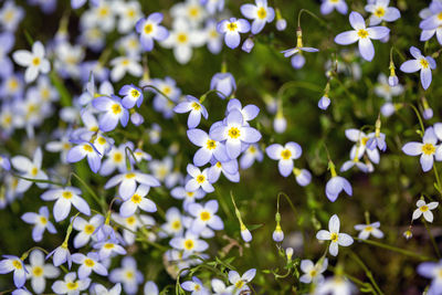 High angle view of white flowering plants