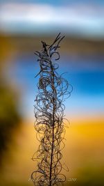 Close-up of wilted plant