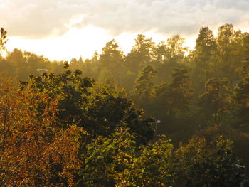 Scenic view of trees against sky