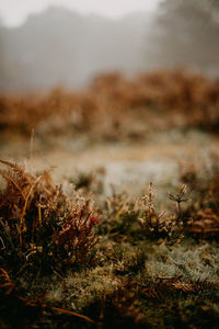 Close-up of plant on land against sky