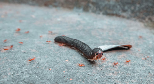 High angle view of butterfly on rock