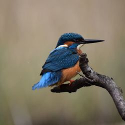 Close-up of bird perching on branch