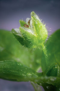 Close-up of water drops on plant