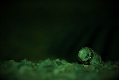 Close-up of snail on leaf