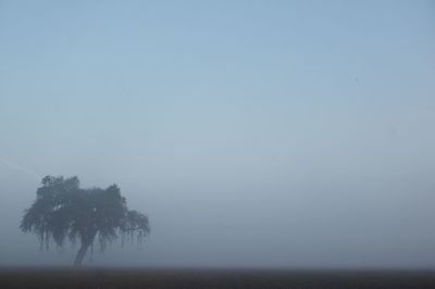 Trees against cloudy sky