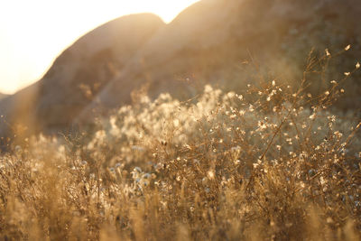 Close-up of plants on field against sky