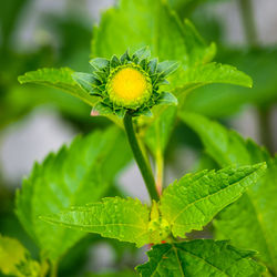 Close-up of green leaf