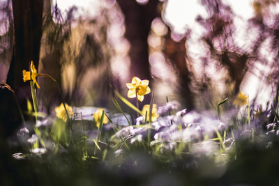 Close-up of purple flowering plants on field