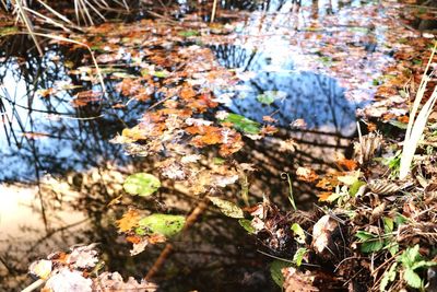 Autumn leaves on field