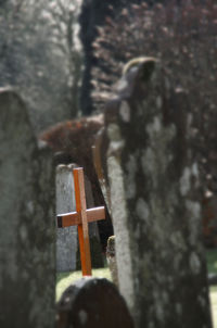 Close-up of tree trunk