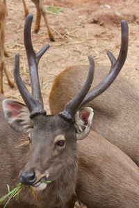 Close-up of deer