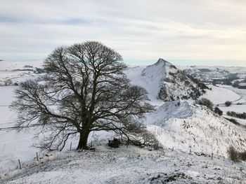 Trees on snow covered landscape against sky