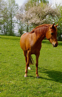 Horse standing in field