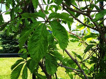 Close-up of fresh green plant