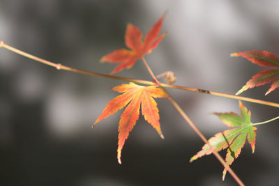 Close-up of maple leaves during autumn