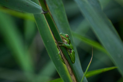 Close-up of insect on leaf