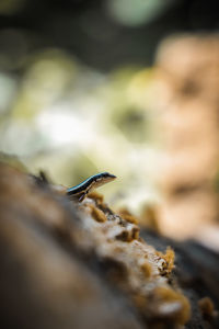 Close-up of lizard on rock