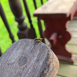 Close-up of insect on wood