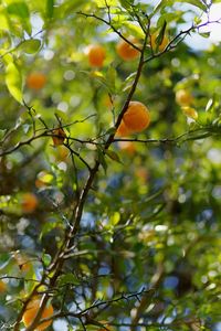 Close-up of berries on tree