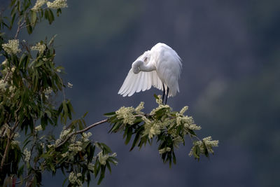 Great egret perching on tree