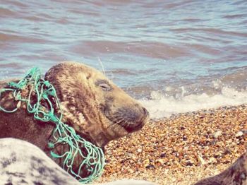 Close-up of sea dog on beach