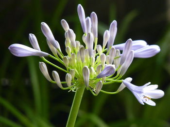 Close-up of white flowering plant