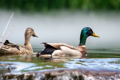 Mallard duck swimming in lake