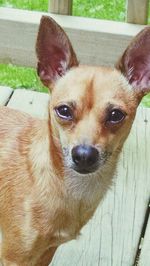 Close-up portrait of a dog