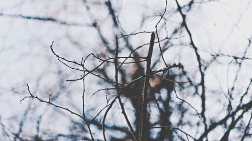 Low angle view of bare trees against sky