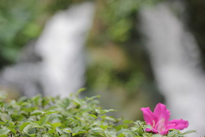 Close-up of flowers against blurred background