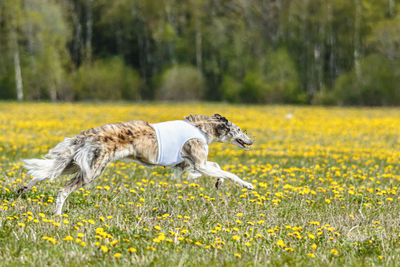 Close-up of dog running on field