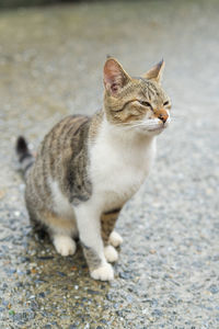 Close-up of a cat looking away