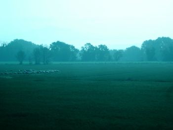 Trees on field against clear sky