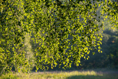 Flowering plants and trees on field