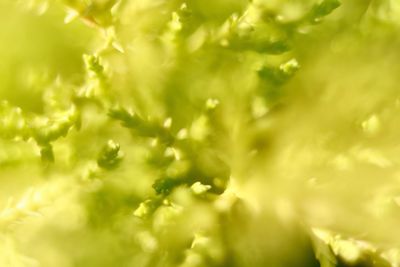 Full frame shot of fresh green leaf
