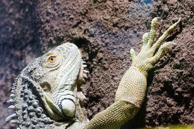 Close-up of iguana on rock