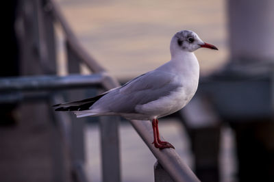 Close-up of seagull perching on railing