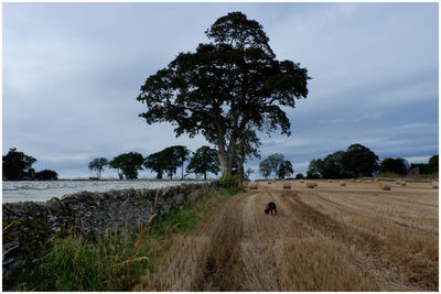 Tree on field against sky