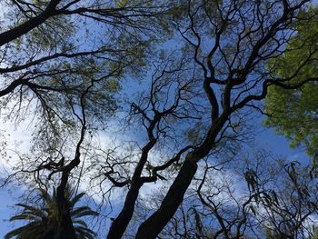 Low angle view of bare trees against sky