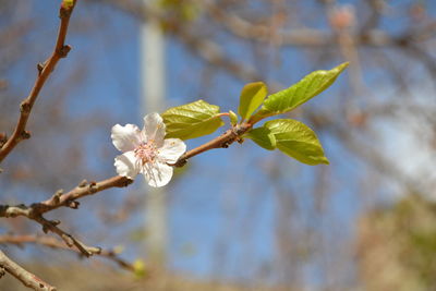 On a warm, beautiful day, a close-up of a full-leafed apricot flower.