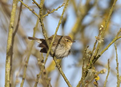 Close-up of bird perching on plant