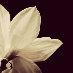 Close-up of white flower over black background